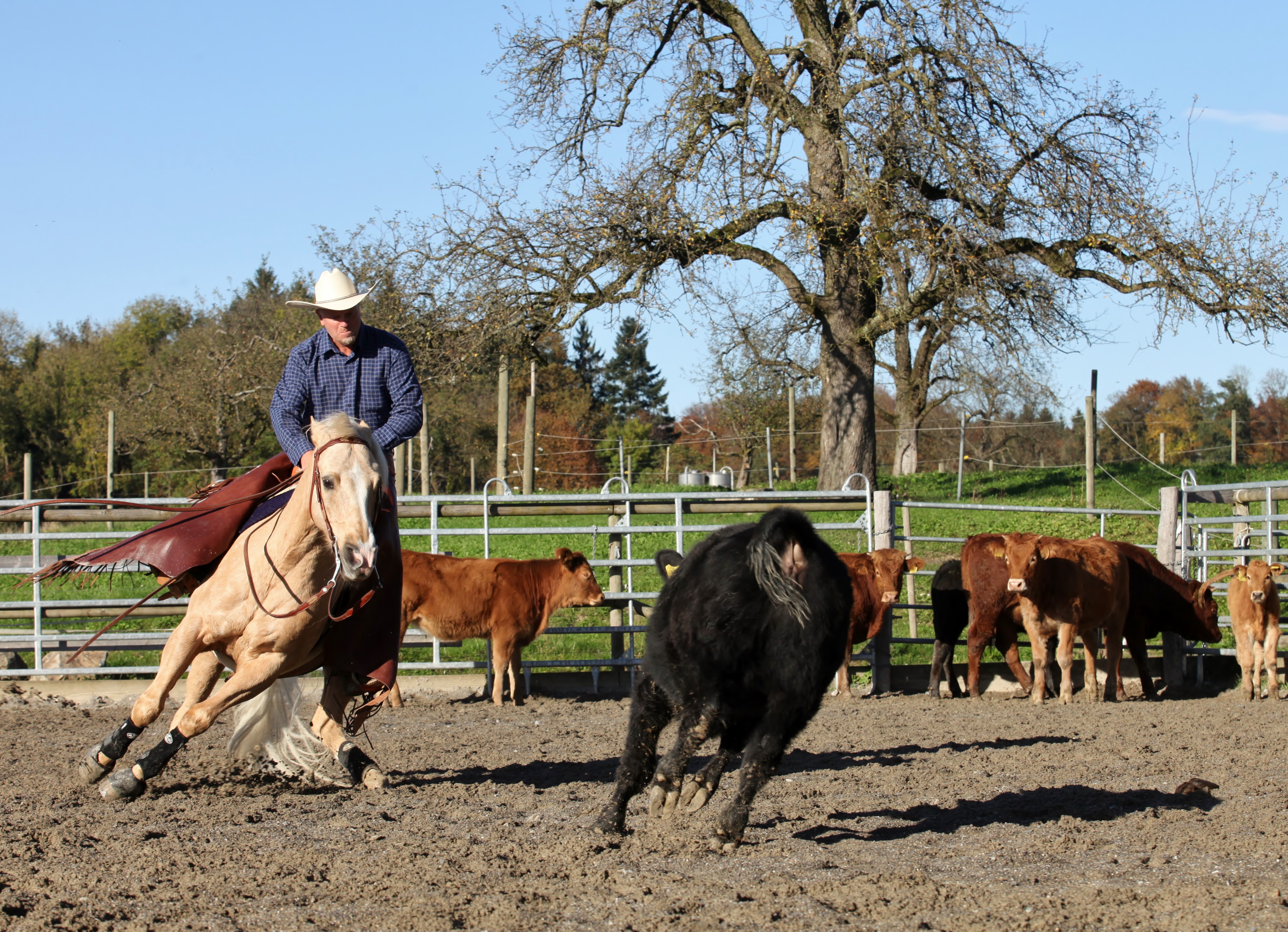 Cutting Alex Sugi 46